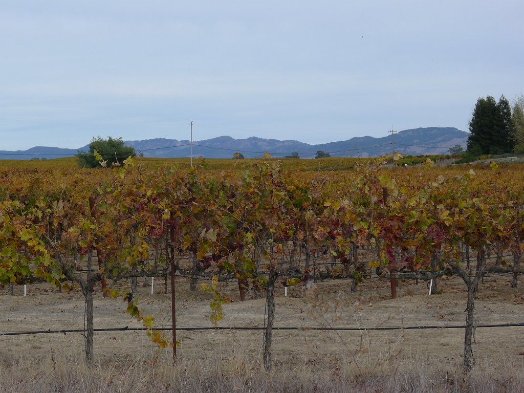 Napa 015